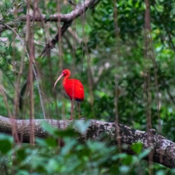 Caroni Bird Sanctuary Tour